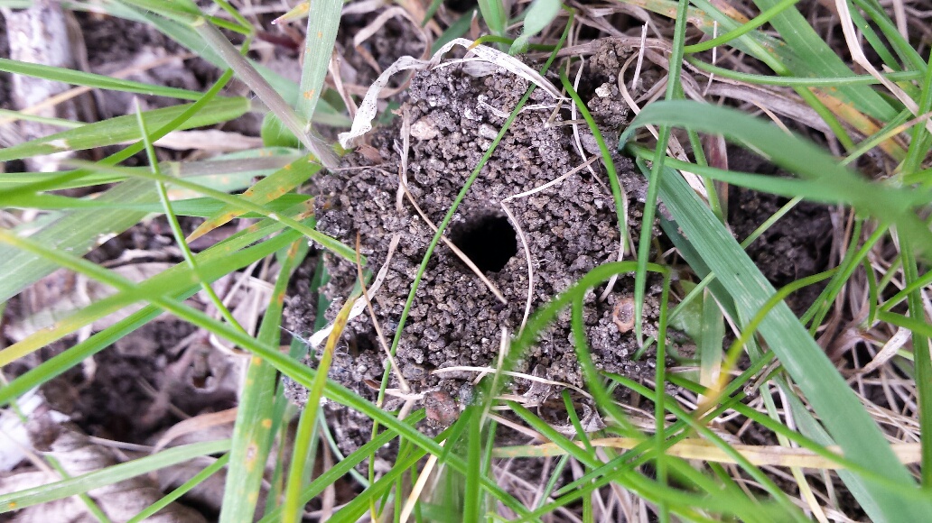 Andrena cineraria – Ash Mining Bee